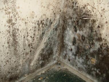 Mold_Picture.jpg